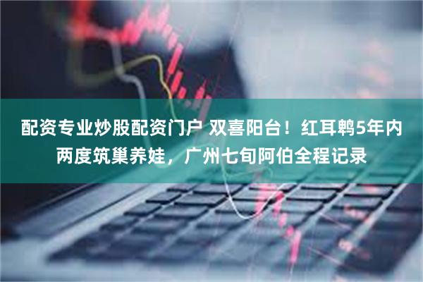 配资专业炒股配资门户 双喜阳台！红耳鹎5年内两度筑巢养娃，广州七旬阿伯全程记录